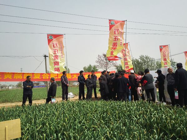 培肥养地夺高产 不妨试试黄腐酸 ——7790必发集团中国科技有限公司河南睢县大蒜观摩会